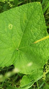 Close-up of fresh vegetation in a rural setting Fotos Stock