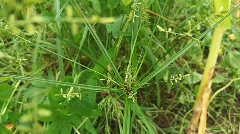Close-up of fresh vegetation in a rural setting 스톡 사진