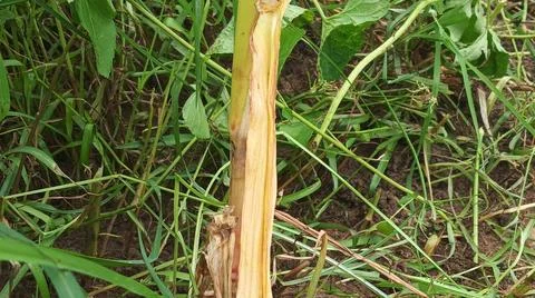 Close-up of fresh vegetation in a rural setting Stock-Fotos