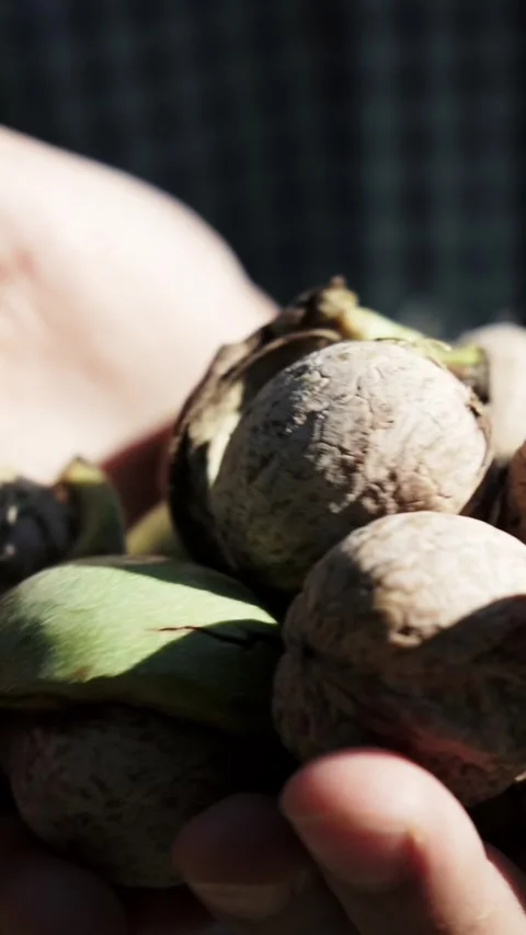 Close up of fresh walnuts in green shells in hands Stock Footage 346774214