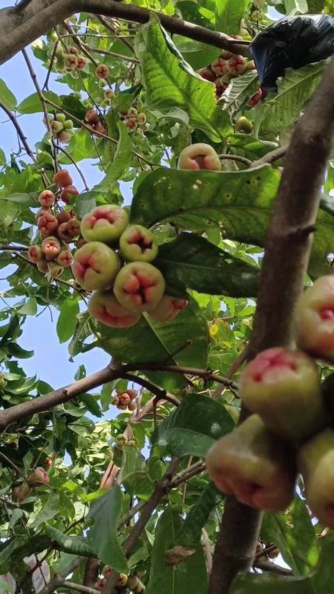 Close up of fresh water apples hanging on a tree branch in a garden Stock Footage 340245705