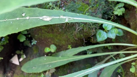 Close-up of Fresh Water Droplets Beading on a Long Green Leaf in a Lush Garden Stock Footage 340258970