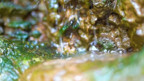 Close up of fresh water droplets falling over mossy wet mountain rocks in nature 動画素材 342330361