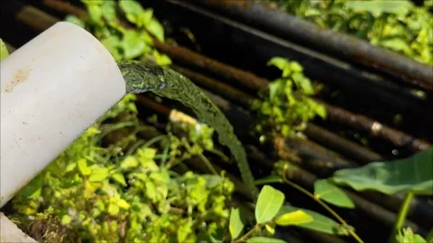 Close-up Fresh Water Flowing from Pipe Surrounded by Lush Green Plants Stock Footage 295935500