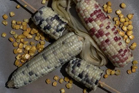 Close-up of Fresh waxy corn or Sweet glutinous corn and Corn kernels on Round Stock Photos