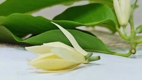 Close up of fresh white champaca flower with green leaves background. Stock Footage 338009898