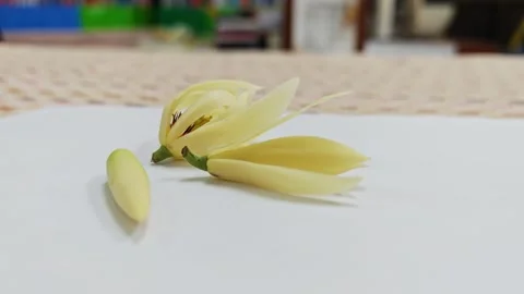 Close up of fresh white champaca flowers on white surface. 스톡 동영상 338008964
