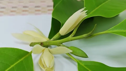 Close up of fresh white champaca flowers on branch with green leaves. 스톡 동영상 338009845