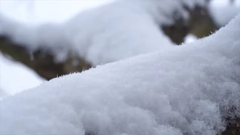 Close up of fresh white snow covering a tree branch in winter forest Stock Footage 342329292