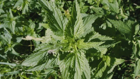 Close up of fresh wild stinging nettle growing in the garden or meadow. Macro Stock Footage 273559994