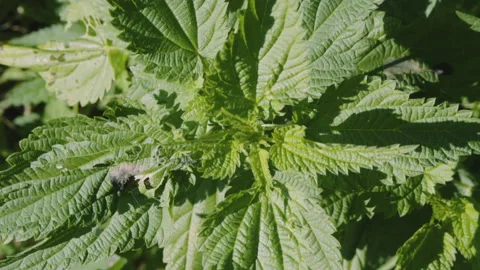 Close up of fresh wild stinging nettle growing in the garden or meadow. Macro Stock Footage 273560054
