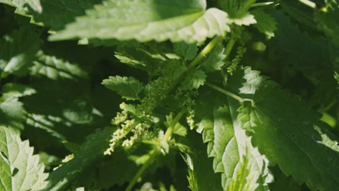 Close up of fresh wild stinging nettle growing in the garden. Stinging nettle Stock Footage 273560151