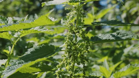 Close up of fresh wild stinging nettle growing in the garden or meadow. Stinging Stock Footage 273560679
