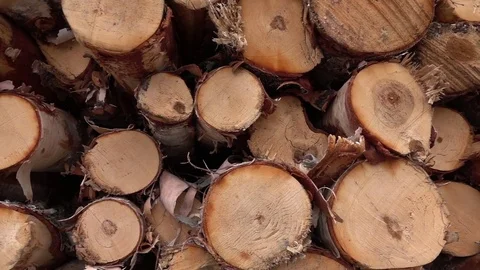 CLOSE UP: Fresh wood cut in logs and stacked in huge woodpile on timber yard Stockbeeldmateriaal 76202445