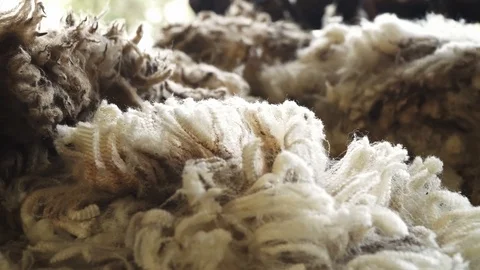 Close up fresh wool Stock Footage 113771538