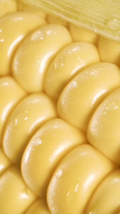 Close-up of fresh yellow corn cob with glossy kernels and water droplets Stock Footage 336442933