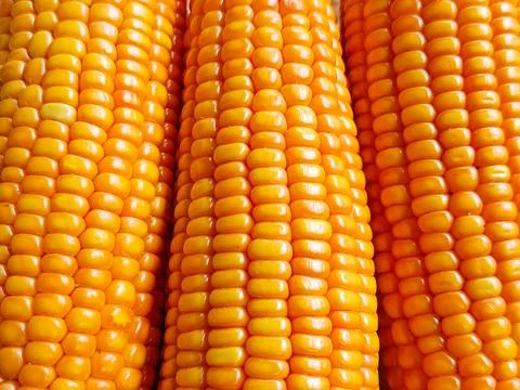 Close-up of Fresh Yellow Corn Cobs Stock Photos