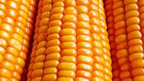 Close-up of Fresh Yellow Corn Cobs Stock Photos