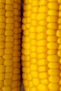 Close-up of fresh yellow corn cobs Stock Photos