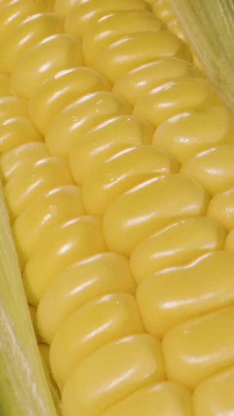 Close-up of fresh yellow corn ear with glossy kernels and pale husk Stock Footage 336443005