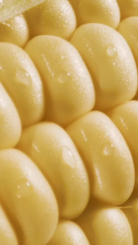 Close-up of fresh yellow corn kernels filling the frame Stock Footage 336443156