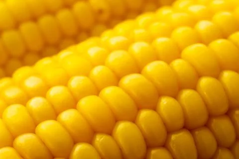 Close-up of fresh yellow corn kernels on the cob Stock Photos