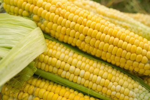 Close up of fresh yellow corn Stock Photos