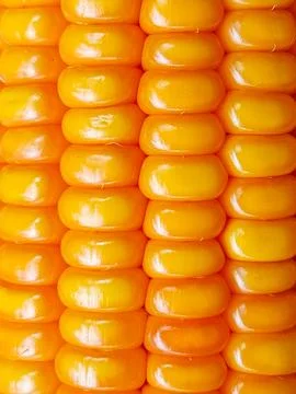 Close Up of Fresh Yellow Corn Stock Photos