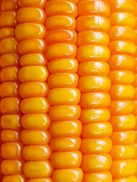 Close Up of Fresh Yellow Corn Stock Photos