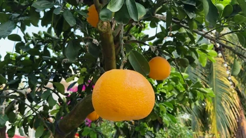 Close up of Fresh yellow pomelo fruit hanging on tropical tree. Vitamin C citrus Stock Footage 341543713