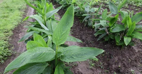 Close-up of fresh young arrowroot plants in agricultural row after rain. Stockbeeldmateriaal 343233817