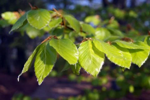 Close up of a freshly budded beech tree leaf 库存照片