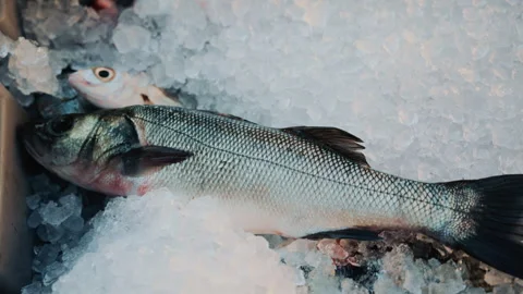Close up of a freshly caught fish displayed on ice at a local seafood stall Video stock 320764626