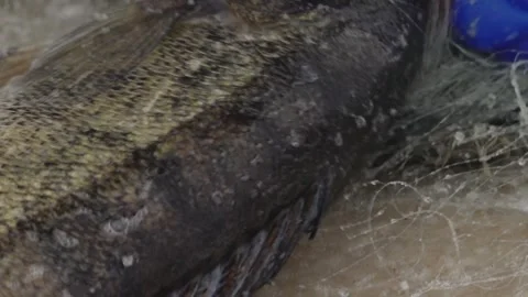 Close-up of a freshly caught fish tangled in a fishing net on a frozen surface Stock Footage 331039447