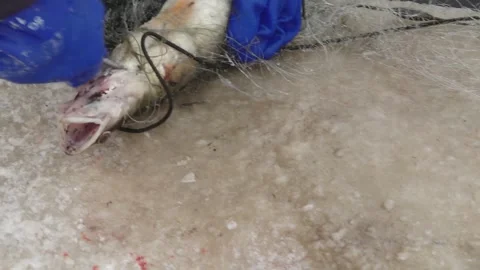 Close-up of a freshly caught fish tangled in a fishing net on a frozen surface Stock Footage 331039895