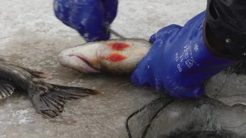Close-up of a freshly caught fish tangled in a fishing net on a frozen surface Stock Footage 331040072