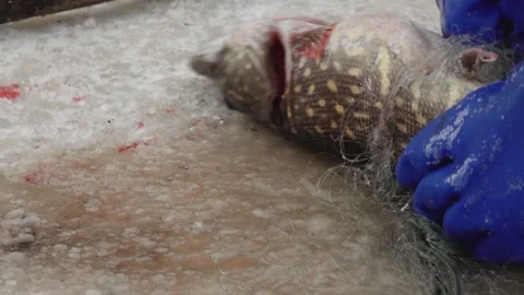 Close-up of a freshly caught fish tangled in a fishing net on a frozen surface Vídeo Stock 331041034