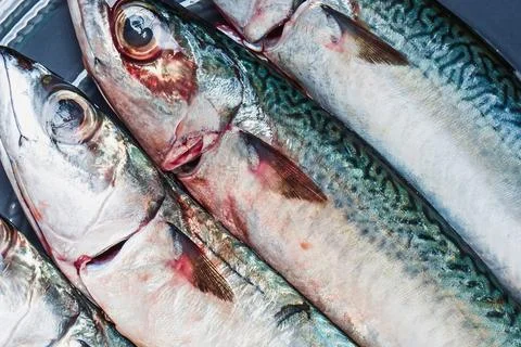 Close up of freshly caught mackerel fish with green and silver scales Stock Photos