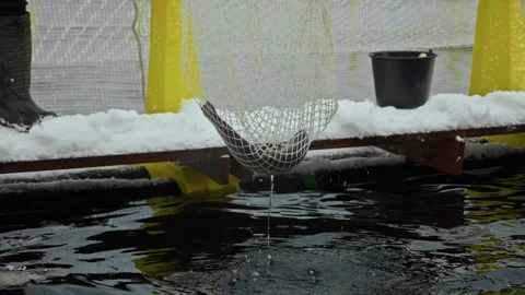 Close-Up of Freshly Caught Trout in Net: A Glimpse into Organic Aquaculture Stock Footage 265851563
