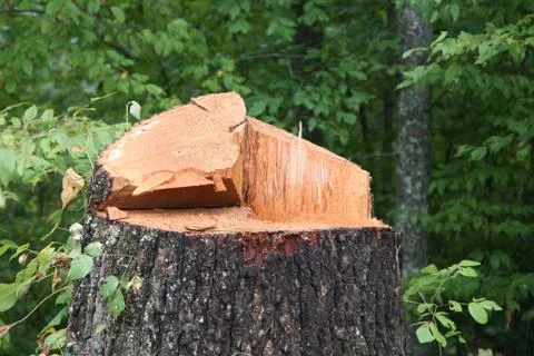 Close up of a freshly chopped down tree Stock Photos
