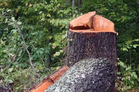 Close up of a freshly chopped down tree Stock-Fotos