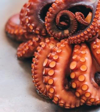Close-up of a freshly cooked octopus Stock Photos