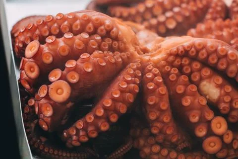 Close-up of a freshly cooked octopus Stock Photos