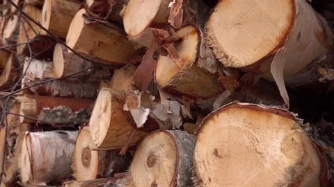 CLOSE UP: Freshly cut birch tree trunks stacked in huge woodpile on timber yard Stockbeeldmateriaal 76202400