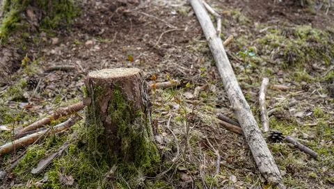 Close up of freshly cut down tree stumps in a forest 写真素材