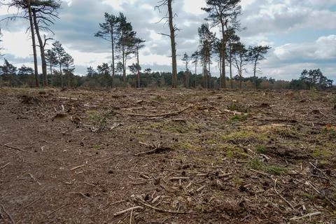 Close up of freshly cut down tree stumps in a forest 库存照片