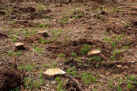 Close up of freshly cut down tree stumps in a forest Stock Photos