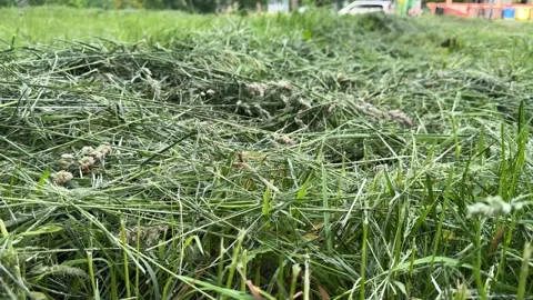 Close-up of freshly cut grass on green lawn, natural garden care  Video stock 337434181