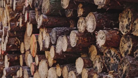 Close-Up of Freshly Cut Lumber Stack with Natural Wood Grain in Forest 스톡 동영상 340504277