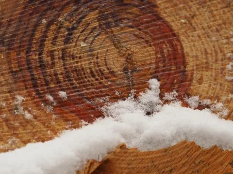 Close up of freshly cut pine logs in snow showing grain pattern and growth rings Stock Photos